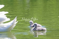 Baby Mute Swan Family Bonds