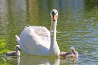Baby Mute Swan Family Bonds