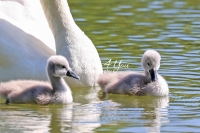 Baby Mute Swan Family Bonds