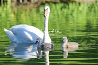 Baby Mute Swan Family Bonds
