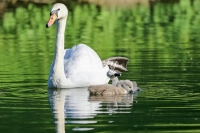 Baby Mute Swan Family Bonds