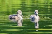 Baby Mute Swan Family Bonds