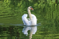 Baby Mute Swan Family Bonds