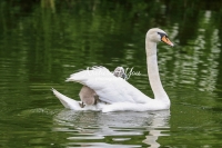 Baby Mute Swan Family Bonds