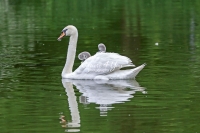 Baby Mute Swan Family Bonds