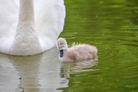 Baby Mute Swan Family Bonds