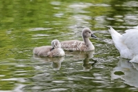 Baby Mute Swan Family Bonds