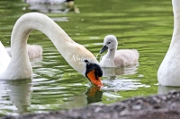 Baby Mute Swan Family Bonds