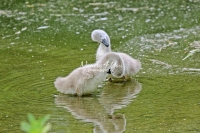 Baby Mute Swan Family Bonds