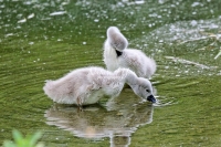 Baby Mute Swan Family Bonds