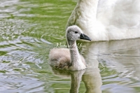 Baby Mute Swan Family Bonds