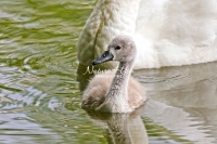 Baby Mute Swan Family Bonds