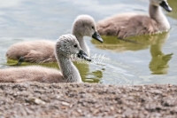 Baby Mute Swan Family Bonds