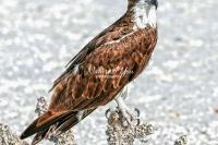 Osprey Sea Hawk Everglades Florida