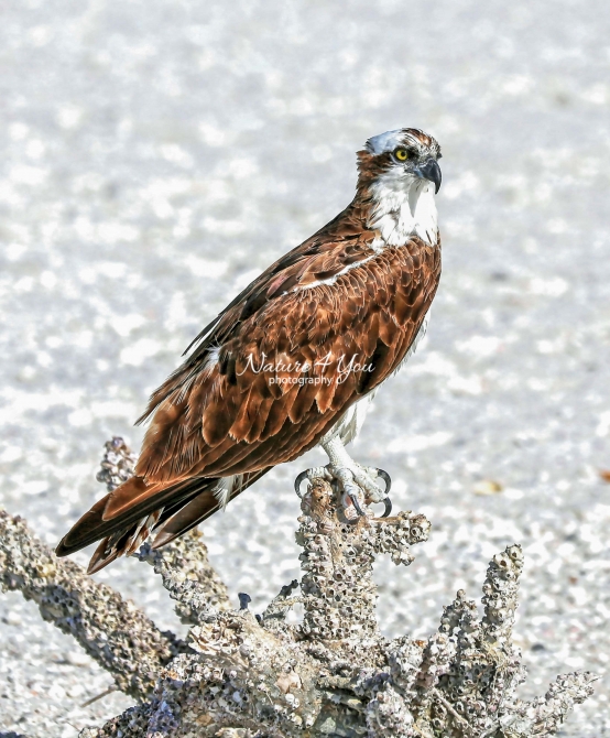 Osprey Sea Hawk Everglades Florida