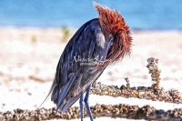 Reddish Egret Heron Everglades Florida
