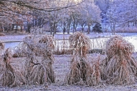 European Frozen Reed Grass