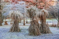 European Frozen Reed Grass