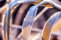 Frozen Grass Bavaria