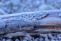 Frozen branch - Bavaria