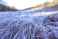 Frozen grass - Bavaria