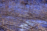 Red Dogwood - Bavaria