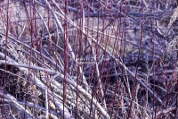 Red Dogwood - Bavaria