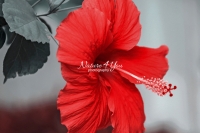 Chinese hibiscus flower - Everglades