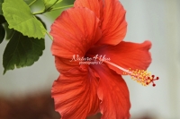 Chinese hibiscus - Everglades