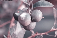 Orange Tree - Everglades