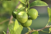 Orange Tree - Florida