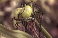 Spider Lily - Everglades