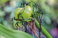 Spider Lily - Florida