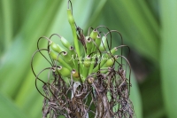 Spider Lily - Everglades