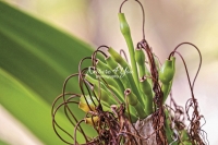 Spider Lily - Everglades