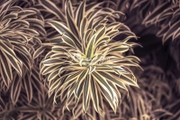 Song of India; Plants Everglades; Flowers, fruit tree; Florida; Botany, tropical; nature photography