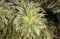 Song of India - Florida