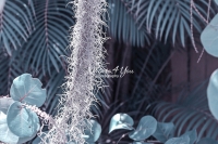 Spanish Moss - Everglades