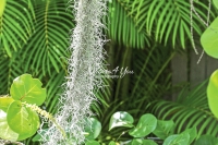 Spanish Moss - Everglades