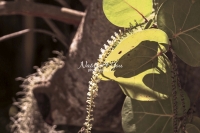 Sea Grape - Everglades