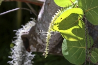 Sea Grape - Everglades