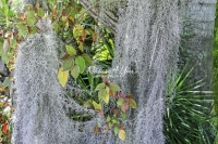 Spanish Moss - Everglades