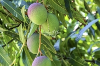 Mango Tree - Everglades