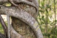 Florida Strangler Figs- Everglades