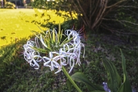 Spider Lily - Everglades
