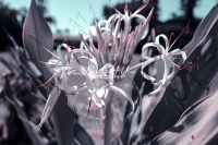 Spider Lily - Everglades