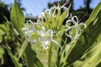 Spider Lily - Everglades