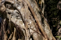 Florida Strangler Figs - Everglades