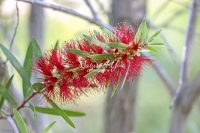 Red Bottlebrush - Everglades