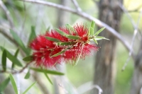 Red Bottlebrush - Florida
